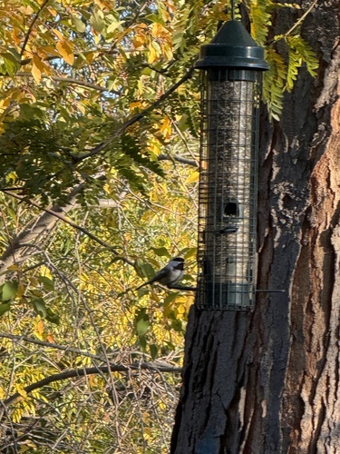 Poecile atricapillus observed 2026-10-27