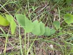 Baptisia perfoliata