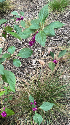 Callicarpa observed 2026-10-27
