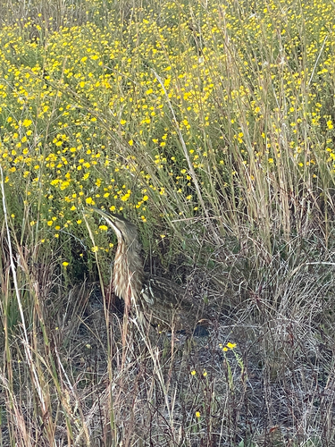 Aves observed 2026-10-27