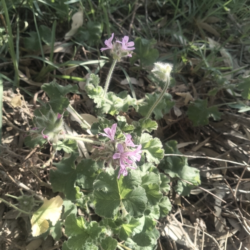 Pelargonium observed 2026-10-28
