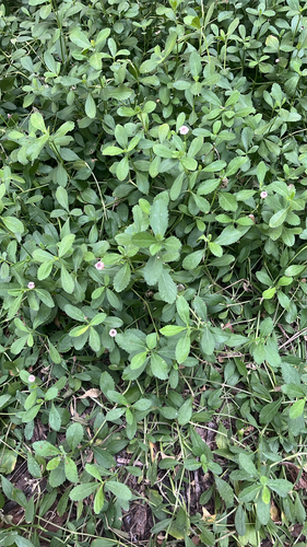 Phyla nodiflora observed 2026-10-27