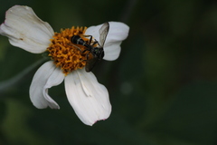 Neocorynura