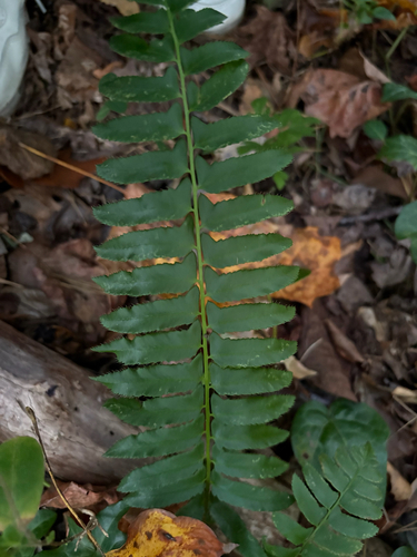 Polystichum observed 2026-10-27