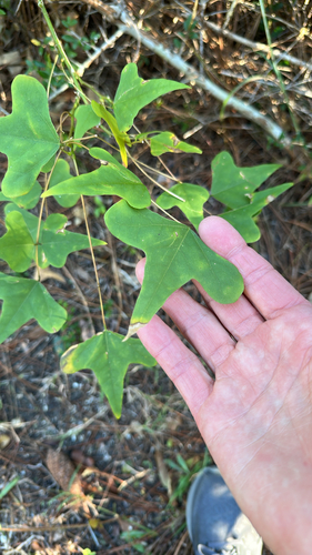 Erythrina observed 2026-10-27