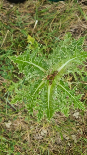 Sonchus oleraceus observed 2026-10-28