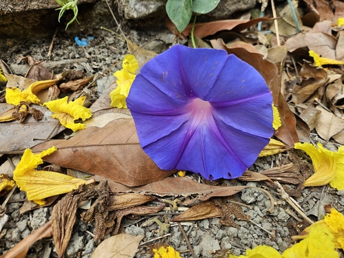 Ipomoea indica observed 2026-10-27