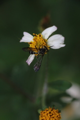 Neocorynura