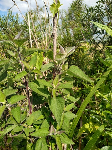 Austroeupatorium inulifolium observed 2026-10-26