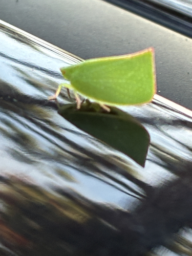 Siphanta acuta observed 2026-10-27