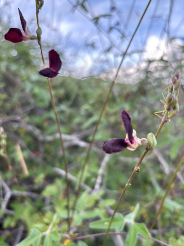 Macroptilium atropurpureum observed 2026-10-26