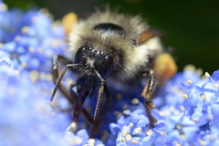 Bombus mixtus