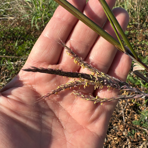 Andropogon gerardi observed 2026-10-27