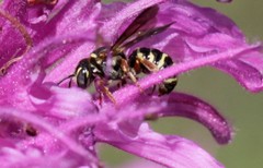 Dianthidium texanum