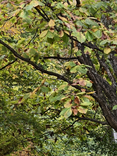 Quercus observed 2026-10-28