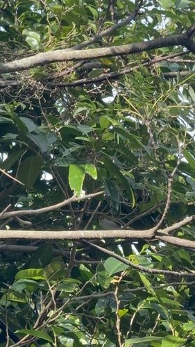Zosterops observed 2026-10-28