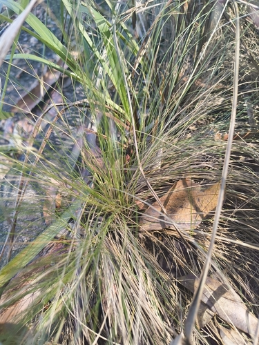 Agrostis observed 2026-10-28