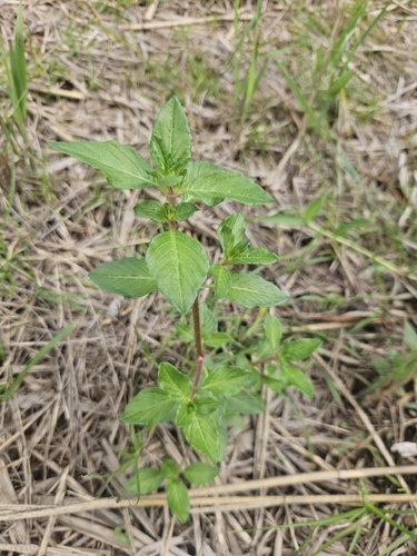 Cuphea carthagenensis observed 2026-10-28