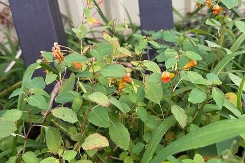 Impatiens observed 2026-10-27
