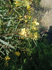 Acacia stricta