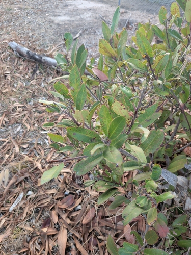 Photinia observed 2026-10-27