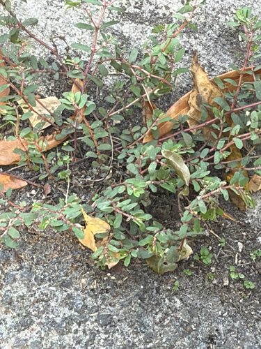 Chamaesyce observed 2026-10-27