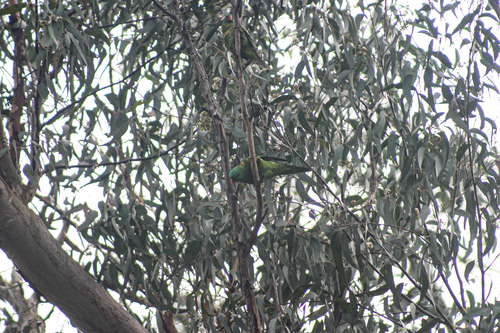 Trichoglossus chlorolepidotus, 2026-10-28