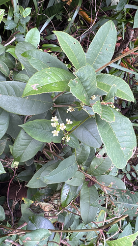 Polygonum observed 2026-10-28