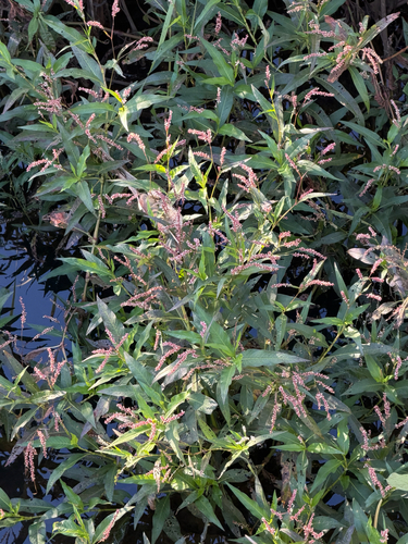 Persicaria glabra observed 2026-10-27