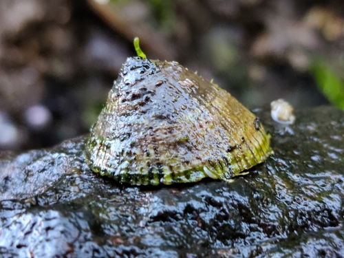 Siphonaria observed 2026-10-27