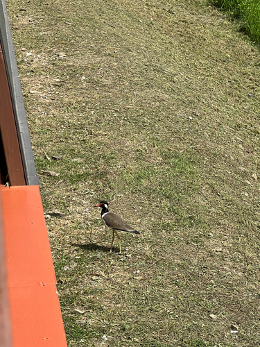 Vanellus indicus observed 2026-10-25