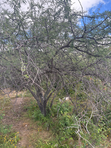 Vachellia farnesiana observed 2026-10-27