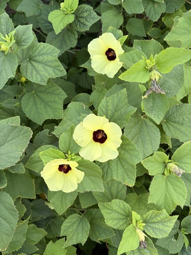 Hibiscus observed 2026-10-26