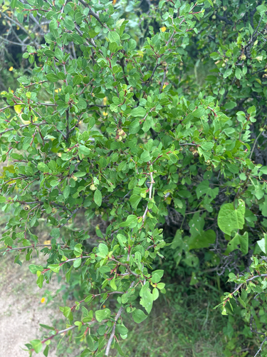 Colubrina observed 2026-10-27