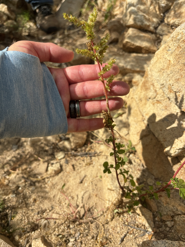 Amaranthus observed 2026-10-27