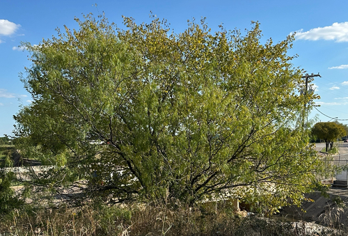 Prosopis observed 2026-10-27