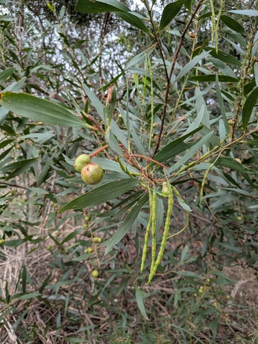 Acacia longifolia observed 2026-10-28
