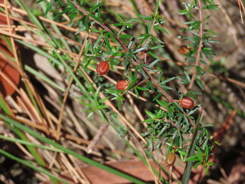 Micrantheum ericoides observed 2026-10-25