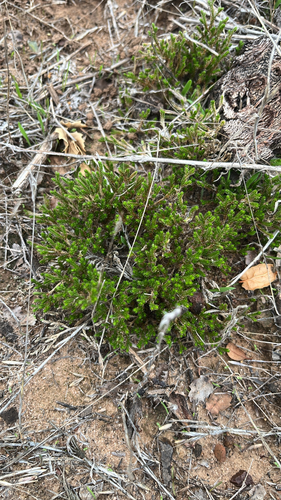 Selaginella observed 2026-10-27