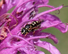Dianthidium texanum