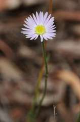 Brachyscome spathulata spathulata