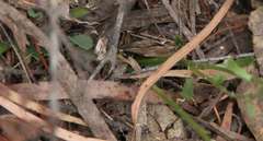 Brachyscome spathulata spathulata
