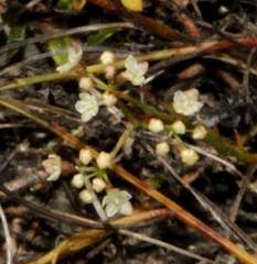 Platysace heterophylla heterophylla