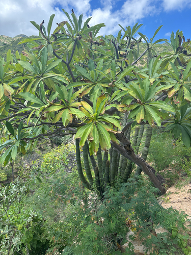 Plumeria rubra observed 2026-10-27