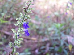 Salvia longispicata