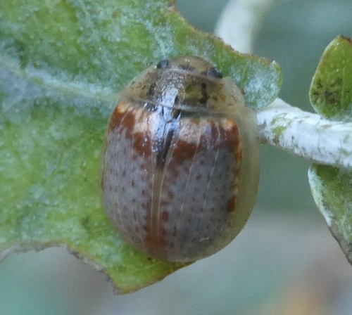 Eucalyptus observed 2026-10-27
