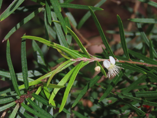 Austromyrtus tenuifolia observed 2026-10-25