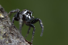 Metaphidippus manni
