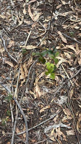 Toxicodendron observed 2026-10-27