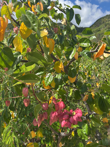 Antigonon leptopus observed 2026-10-27